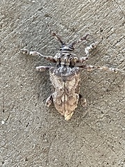 Lagocheirus obsoletus