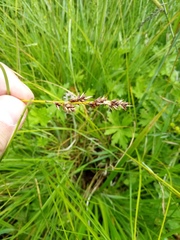 Carex appropinquata