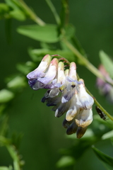Vicia orobus
