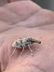 Ammocleonus hieroglyphicus