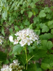 Spiraea chamaedryfolia