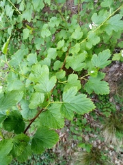 Spiraea chamaedryfolia