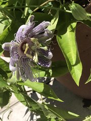Passiflora incarnata