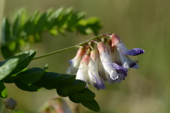 Vicia orobus