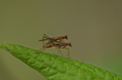 Compsobata