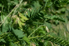 Vicia orobus