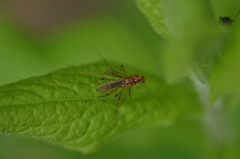 Compsobata