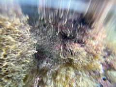 Corythoichthys conspicillatus