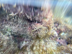 Corythoichthys conspicillatus