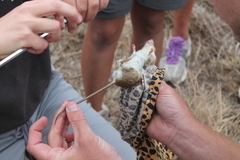 Gerbilliscus leucogaster