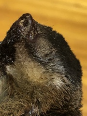 Amblysomus hottentotus