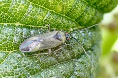 Plagiognathus arbustorum