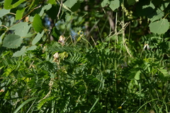 Vicia orobus