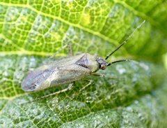 Plagiognathus arbustorum