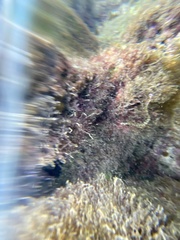 Corythoichthys conspicillatus