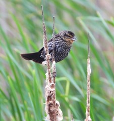 Agelaius phoeniceus