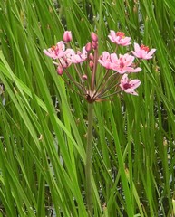 Butomus umbellatus