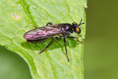 Eudioctria