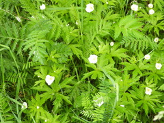 Anemonastrum canadense