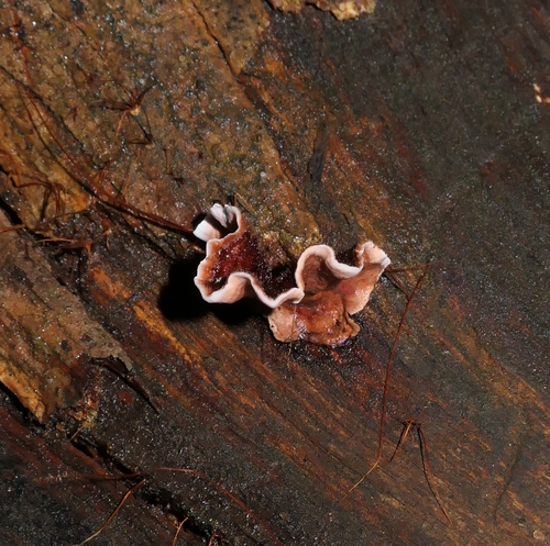 Stereum rugosum image