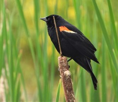 Agelaius phoeniceus