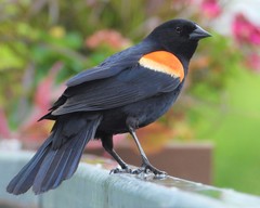 Agelaius phoeniceus