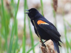 Agelaius phoeniceus