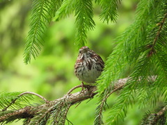 Melospiza melodia