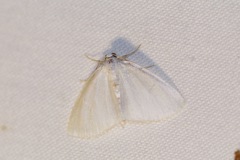 Lomographa vestaliata