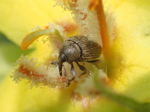 Mullein Weevil