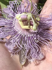 Passiflora incarnata