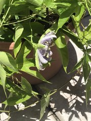 Passiflora incarnata
