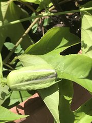 Passiflora incarnata