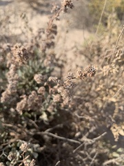 Limonium tuberculatum