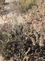 Limonium tuberculatum