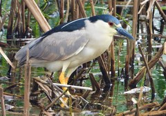 Nycticorax nycticorax