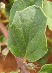 Harpagophytum zeyheri image