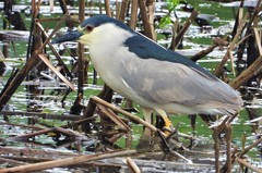 Nycticorax nycticorax
