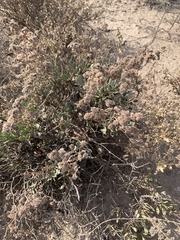 Limonium tuberculatum