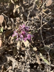 Limonium tuberculatum