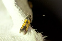 Chrysoclista linneella