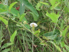 Peltandra sagittifolia