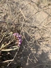 Limonium tuberculatum
