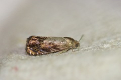 Grapholita prunivora