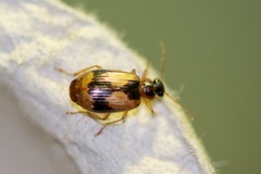 Lebia fuscata