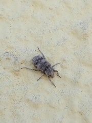 Entomoderus