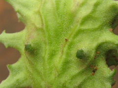 Harpagophytum zeyheri image
