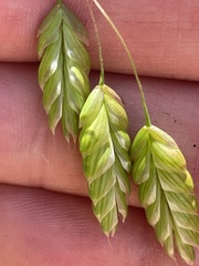 Bromus briziformis