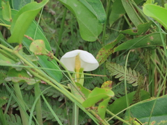 Peltandra sagittifolia