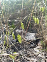 Bromus briziformis